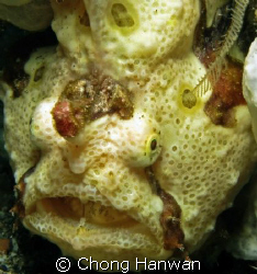 taken with canon g9... by Chong Hanwan 